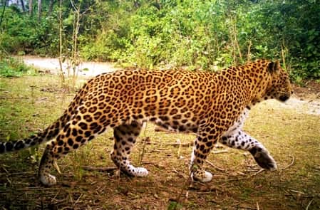 Bijnor: High-Level Probe Begins in Bijnor After Forest Officer’s Suspension in NHAI Dispute