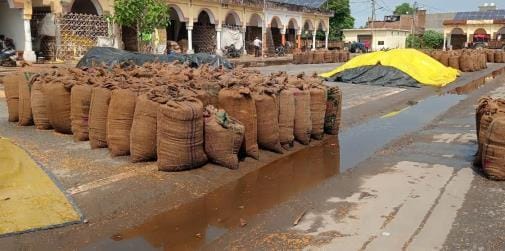 Hundreds of quintals of paddy stored in Galla Mandi were soaked in the rain.