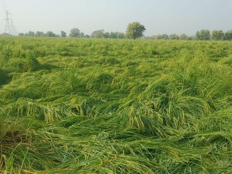 Rain destroyed the paddy crop, causing huge financial losses for farmers: Jogendra