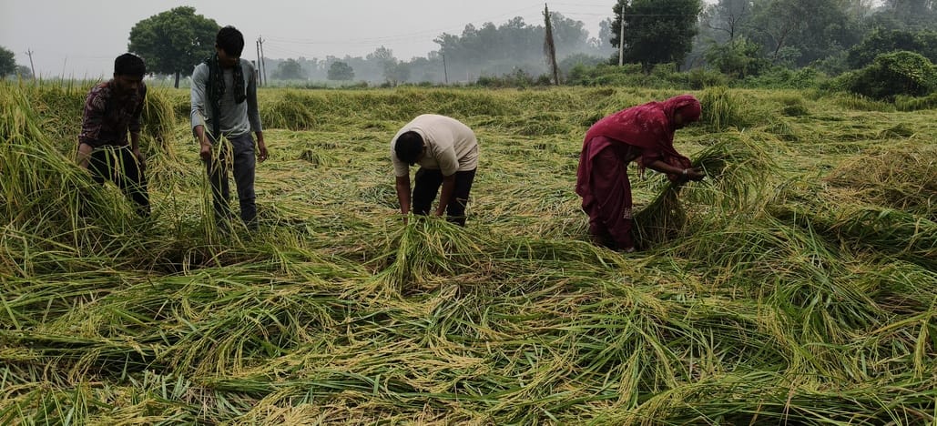 Strong winds and rain destroyed paddy crops, causing waterlogging on roads.