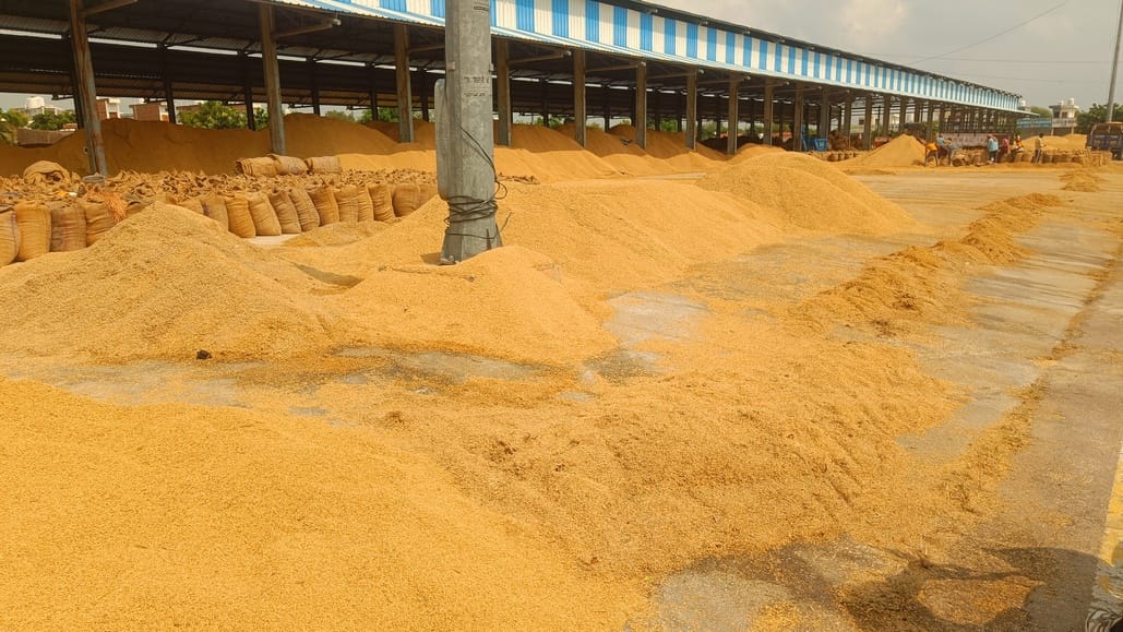 Paddy stored for drying was once again soaked by rain.