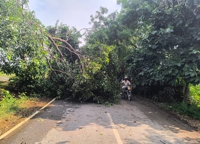 Trees, power poles and power lines were damaged by the storm.