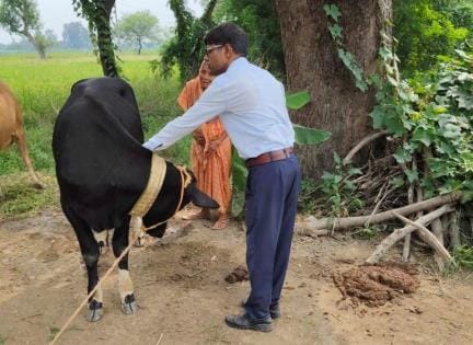 More than 100 cattle are sick, no medicine or doctor is available