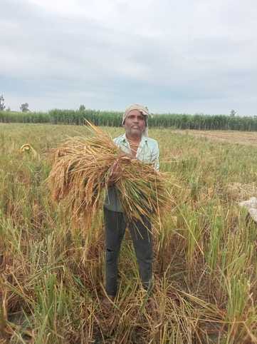 Unseasonal rains wreak havoc... paddy, banana and sugarcane crops collapse