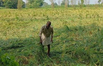 Rain wreaks havoc on early crops, fields flooded with water