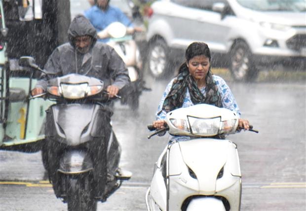 Rainfall caused temperature drop, damage to paddy crop