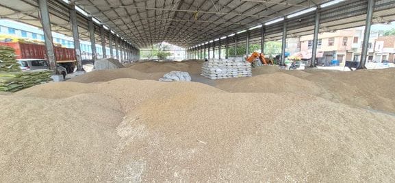 There was no private auction for millet after the rain, and the purchase of 25,000 quintals was threatened due to the wet weather.