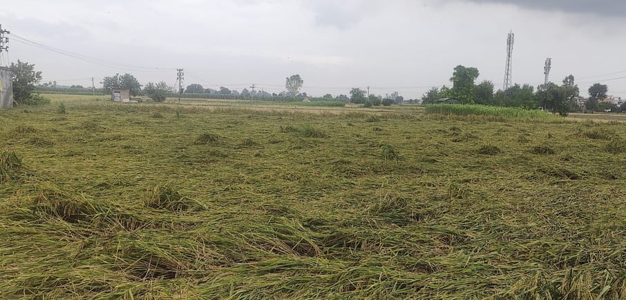 Heavy damage to crops due to rain
