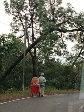 Fear of accident due to two eagle trees getting stuck on the cable in Khurpadi