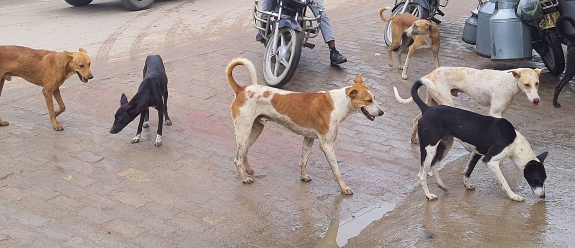 Siddharthnagar News: Dogs attack again...people in panic