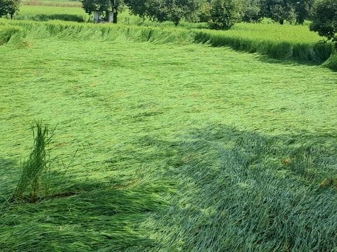 The paddy crop fell due to heavy rain and strong winds.