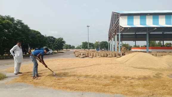 Farmers' hard work rots in sacks, crops damaged by administrative neglect.