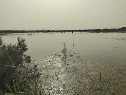 Farmers in the bean-infested region have given up hope of sowing Rabi crops