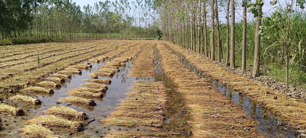 Rainfall affects crops, causing more damage to ripe and harvested crops