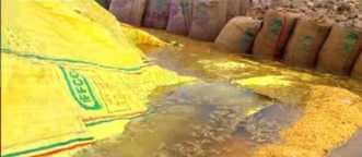 Farmers face double blow, protest against non-payment of MSP, sit-in at Market Committee gate