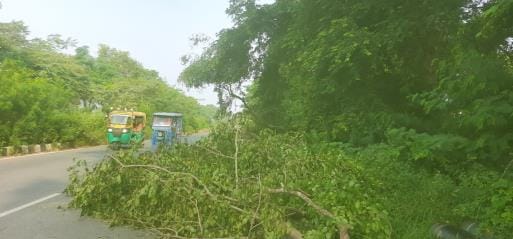 Trees fallen on roads in rural areas pose a risk of accidents.