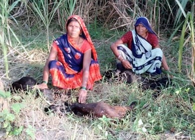 A leopard killed three goats in Hariharpur, Khutar.