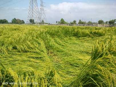 Heavy rains... relief from the heat, but trouble for the paddy crop