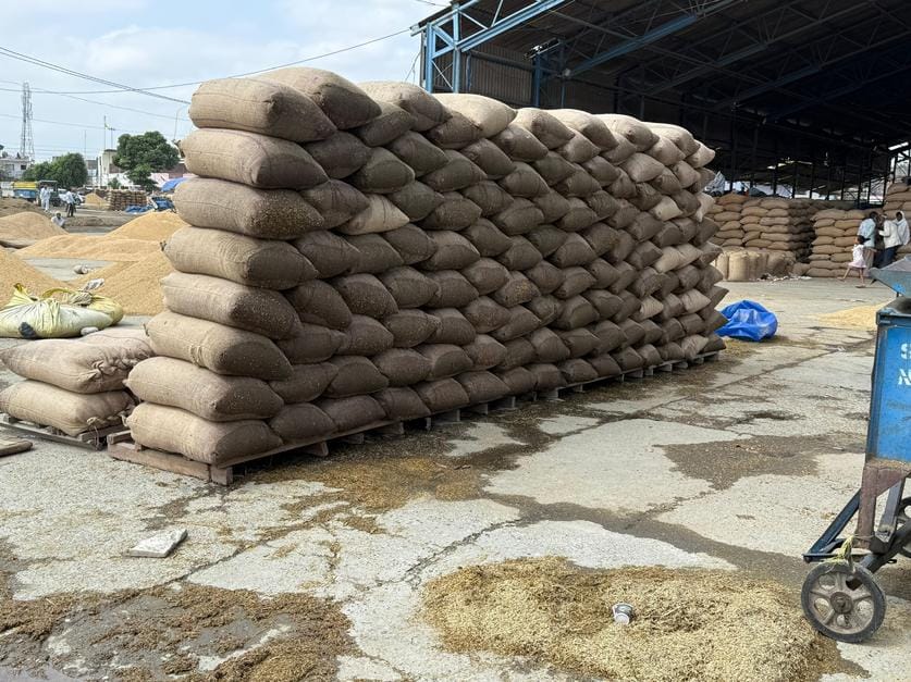 Poor quality of crops, farmers worried