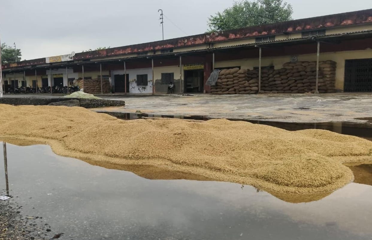 Farmers crops destroyed by rain in udham singh nagar
