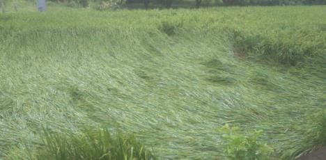 Paddy crop also fell in Tanakpur, farmers worried