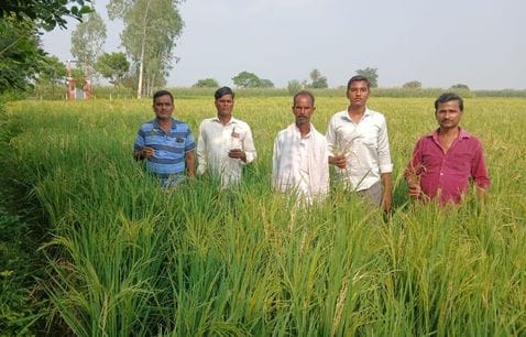 The paddy crop flourished, the ears also appeared but no rice was produced.