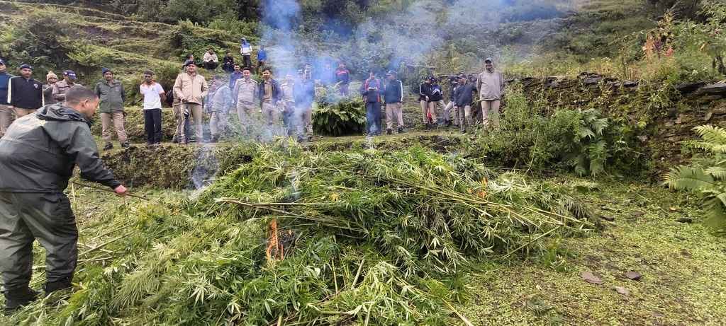 Cannabis cultivation grown on five acres of land was destroyed.