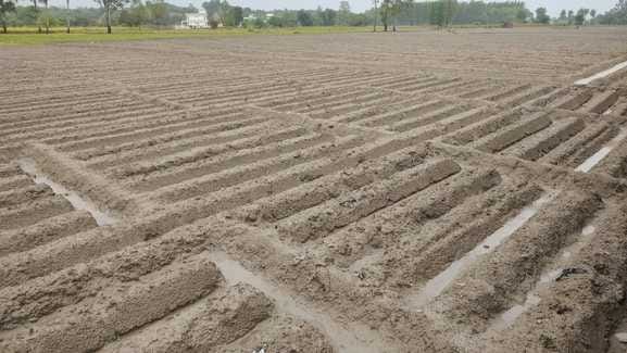 Weather threatens potato crop again, first sowing delays and now waterlogging