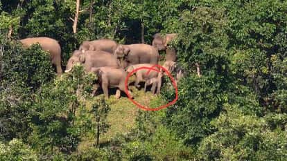 A herd of elephants arrived in Bijaura, creating panic among villagers, forest department alert