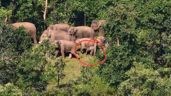 giridih-pirtand-30-elephants-herd-villages-paddy-crop-damage