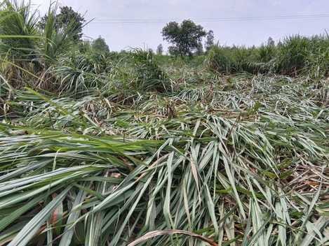 The rain-soaked paddy crop could not dry, and there was difficulty in selling it.