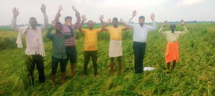 70 bigha paddy crop submerged due to rain