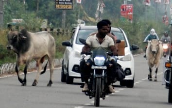 A herd of cattle is roaming on the road, taking people's lives.