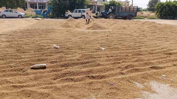 The weather will remain dry, allowing farmers to sow mustard.