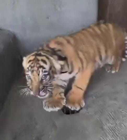 The cub caught in Narni will be given its mother's lap.