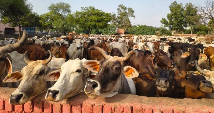 A modern operation theatre, X-ray, ultrasound and surgical facilities will be built at the Meham Road cowshed at a cost of Rs 1.5 crore.