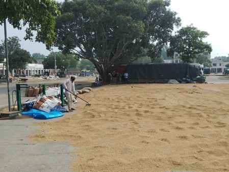 Rain threatens paddy, farmers face losses