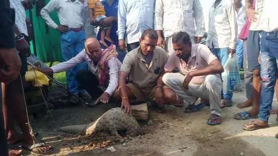 Villagers found a rare species of pangolin and handed it over to the forest department.