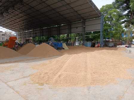 Paddy arrivals slow in the market, farmers busy drying the crop