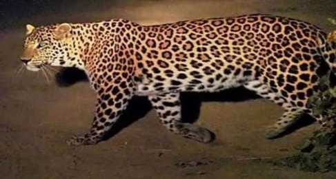 A five-year-old girl died in a leopard attack.
