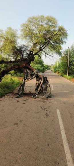 A fallen tree on Dhani Gujran Road from Putthi Mangal Khan has caused accidents