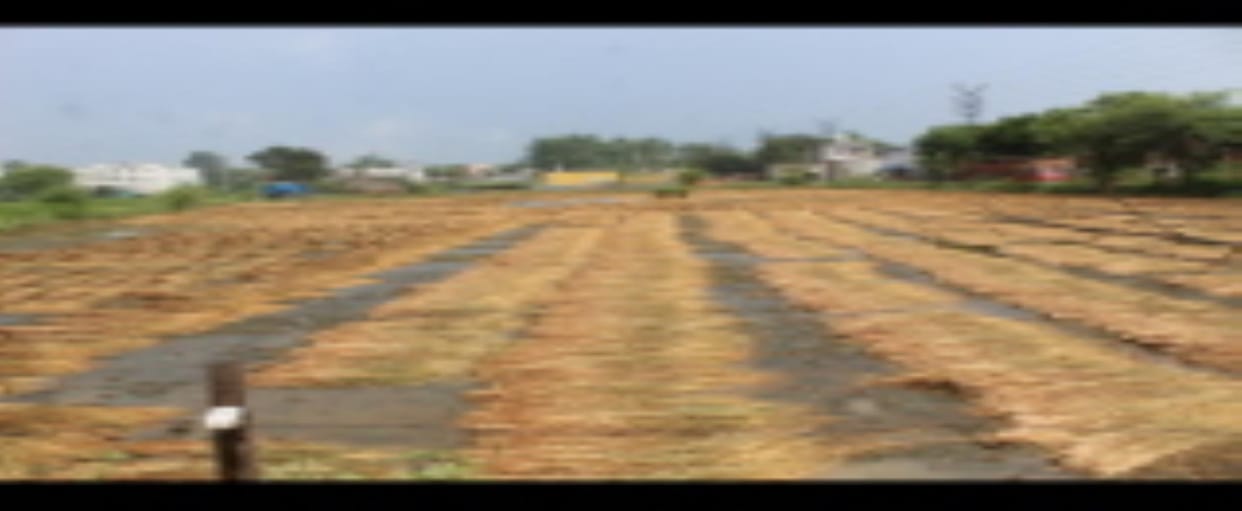 Rain inundates paddy and millet crops, leaving farmers worried