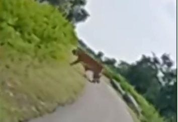 Leopard seen emerging from the forest and roaming on the road, video goes viral