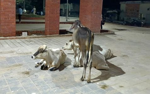 Claims remain unfulfilled, cattle still roam the streets