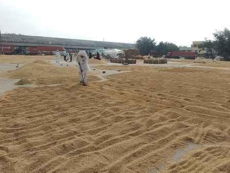 Paddy procurement begins on the third day after the rain