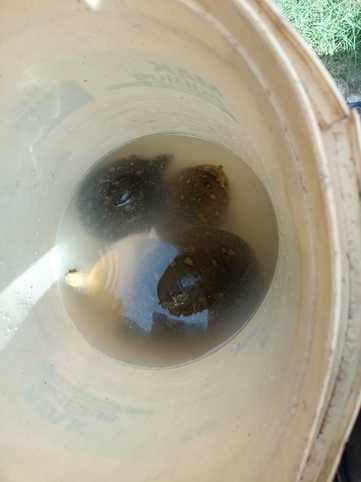 Four turtles found on a scooter, police took them into custody.