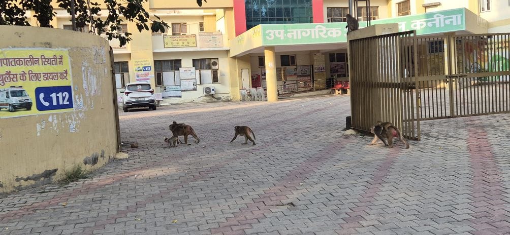 Relief from the nuisance, 400 monkeys will be caught in Kanina