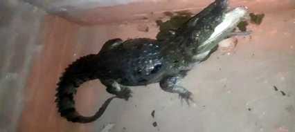 The forest department team caught the crocodile and released it into the river.