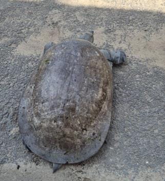 17 kg tortoise found in pond, accused arrested