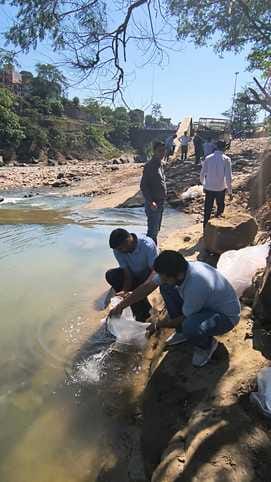 Mahseer fish seed collection in Gobind Sagar will boost angling tourism
